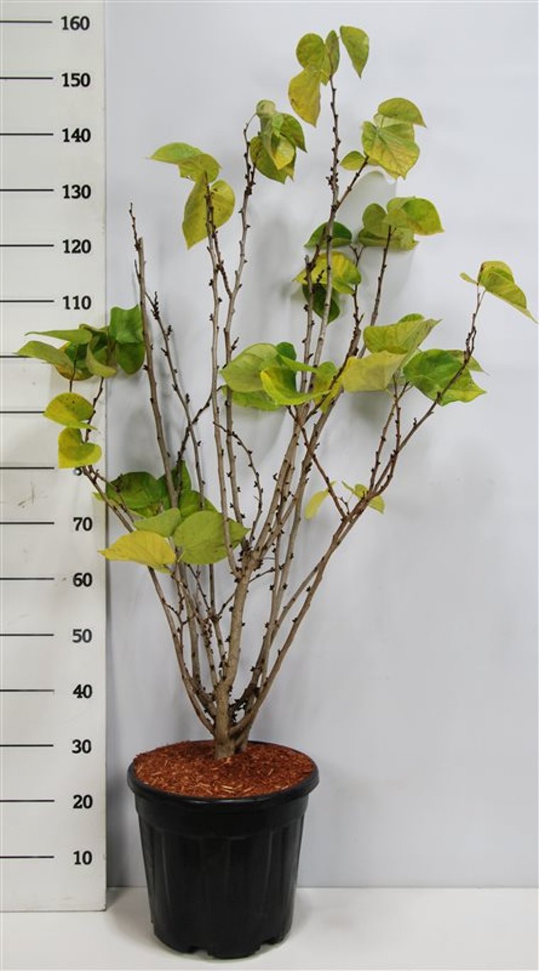 Cercis chinensis 'Avondale' - C20 100-125 CM